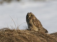 IMG 2617c  Short-eared Owl (Asio flammeus)